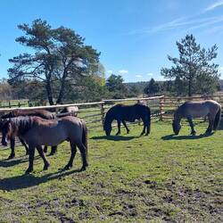 Dülmener Pferde🐎