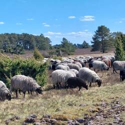 Unsere zweite Heidschnucken-Herde - was für ein Glück🍀