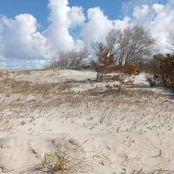 Düne auf der kurischen Nehrung