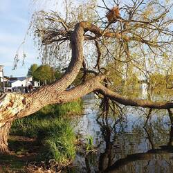 Zum Wasser geneigt.