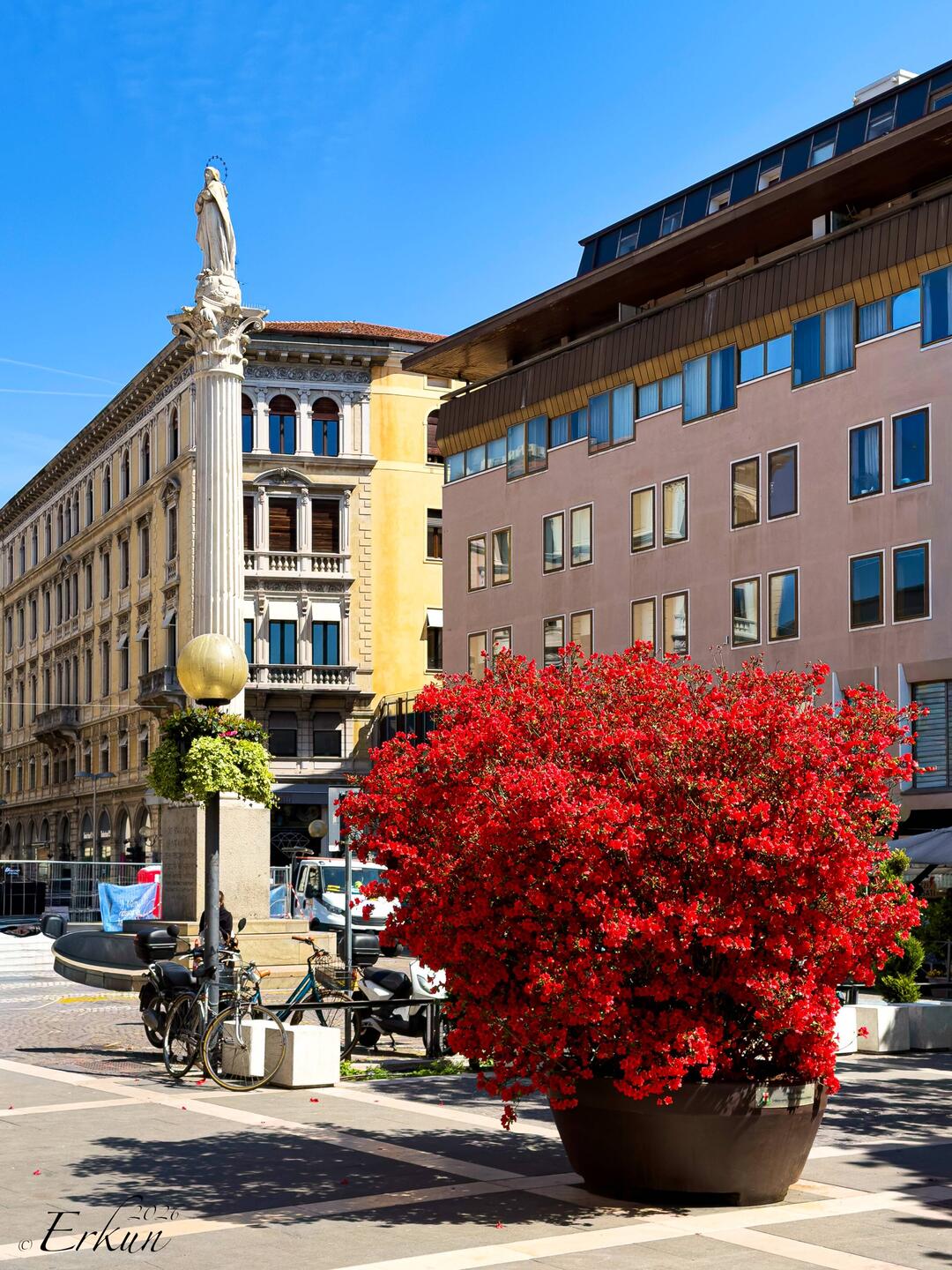 Azaleas brighten Piazza Garibaldi with a pop of red — Padova, Italy.