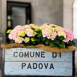 A cart filled with hydrangeas — Padova, Italy.