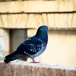 Rock Pigeon ... this one kept shooing away other birds that wanted to perch on the railing — Padova.