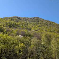 Hier ist der Wald noch gesund.