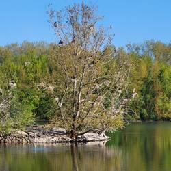 Paradies für Kormorane.
