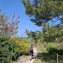 In der Wahner Heide.