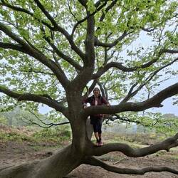 Der meistbestiegene Baum in der Wahner Heide.
