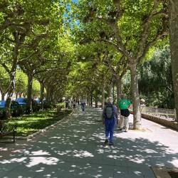 The shady leaves