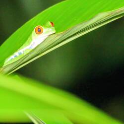 Der Rotaugenlaubfrosch macht seinem Namen alle Ehre 😅