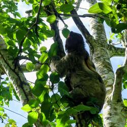 Ein aktiver three-toe-sloth