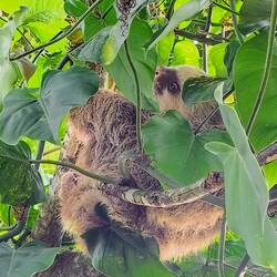 Ein Two-toe-sloth, ganz nah 🥰