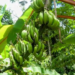 Im Land der Bananas