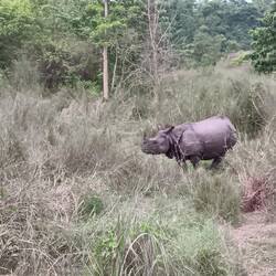 One horned rhinoceros