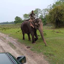 Domestic elephant as we head to the park