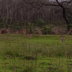 Spotted deer, one of three species of deer today