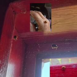There were so many lady birds inside the bedroom windows. It was a sign of good luck
