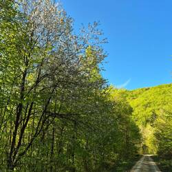 waldspaziergang in oberkochen
