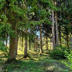 waldspaziergang in oberkochen