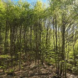 waldspaziergang in oberkochen
