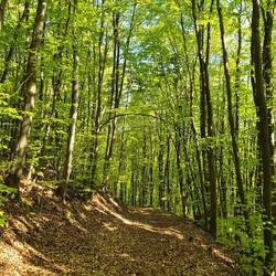 waldspaziergang in oberkochen