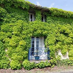 And the French doors to match, overlooking the family vineyards