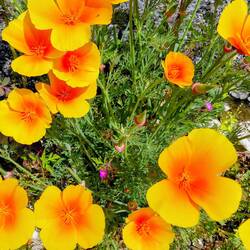 A variation of poppies in Matha village