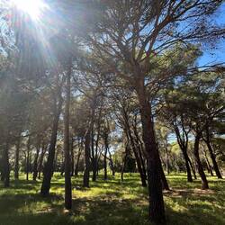 Des plantations de pins qui me rappellent le littoral atlantique