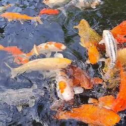 Fische füttern