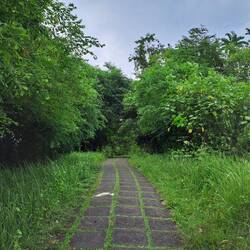 Ein schöner Wanderweg 🌳🌴