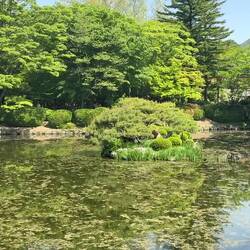 Gratis-Konzert von Fröschen in einem Teich im Park des Bulguksa-Tempels.