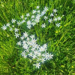 Kiesbloome (Käseblume)