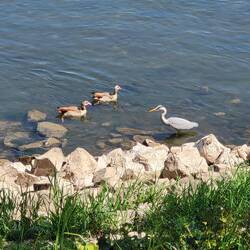 Der Fischreiher ist ärgerlich, da die Nilgänse seine Beute vertreiben.