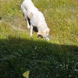 Auch hungrige Hunde wohnen hier, hat Wasser und Schinkenwurst gerne gegessen