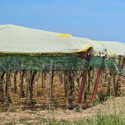 Many of the vines are covered in plastic!