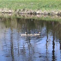 Mehrere Gänsefamilien auf dem Kanal