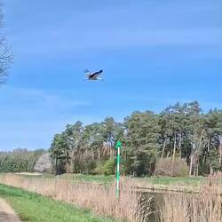 Der erste Storch in diesem Jahr