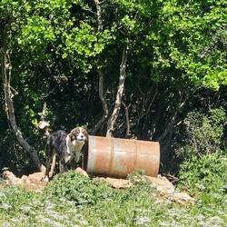 Diogenes 🐾, der wohnt echt in der Tonne 🛢️