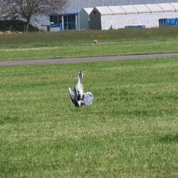 Frisch auf der Landebahn von Emmen angekommen