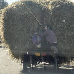 Horse drawn cart with granny's day out.