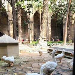 Ducks in the cloister