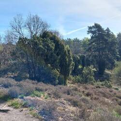 ...und sogar nochmal durch die Heide🐑