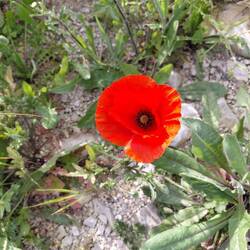 Saturday afternoon's walk and the first of the road side poppies were opening