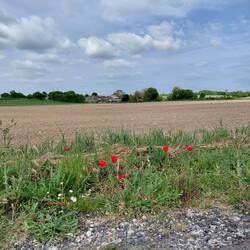 Just growing by the roadsides