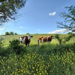 Found a few cows in a field of buttercups