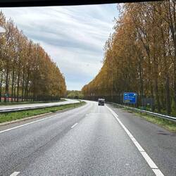 Allee mit Bäumen die braune Blätter haben wie im Herbst