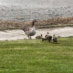Unsere täglichen Besucher Familie Wildgans