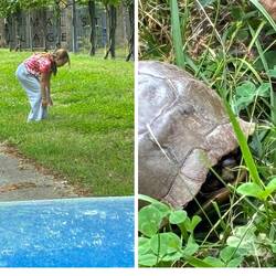 Didn't want to run over a turtle
