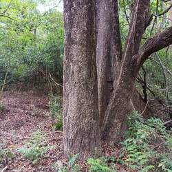 Jungle trees