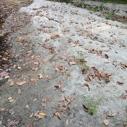 There are fresh tiger prints here