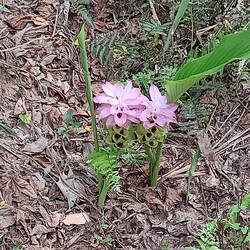 Turmeric flowers